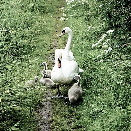 Duck Terrace With Gym Duckling Stays Kibworth Harcourt Ngoại thất bức ảnh